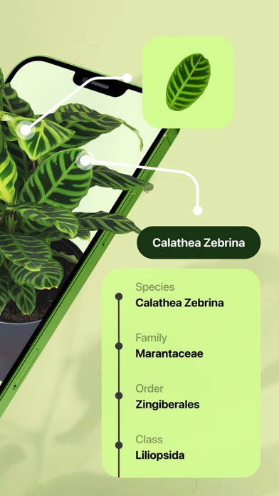 Leaf Identification screenshot 4