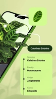 Screenshot 4 of Leaf Identification