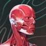 EasyAnatomy3D Public